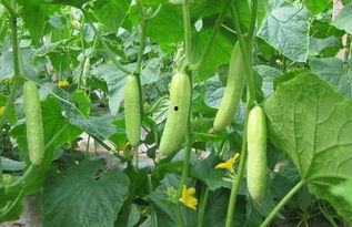 新黄瓜最新爆料新闻,揭秘神秘背后故事，带你走进黄瓜世界  第1张