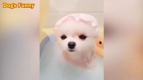 小狗眨眨眼爆料视频下载,揭秘萌宠眨眼瞬间下载热潮 第1张 小狗眨眨眼爆料视频下载,揭秘萌宠眨眼瞬间下载热潮 第1张